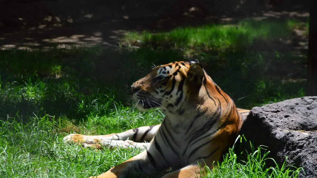 ZOOLOGICO PROTECCION (3)